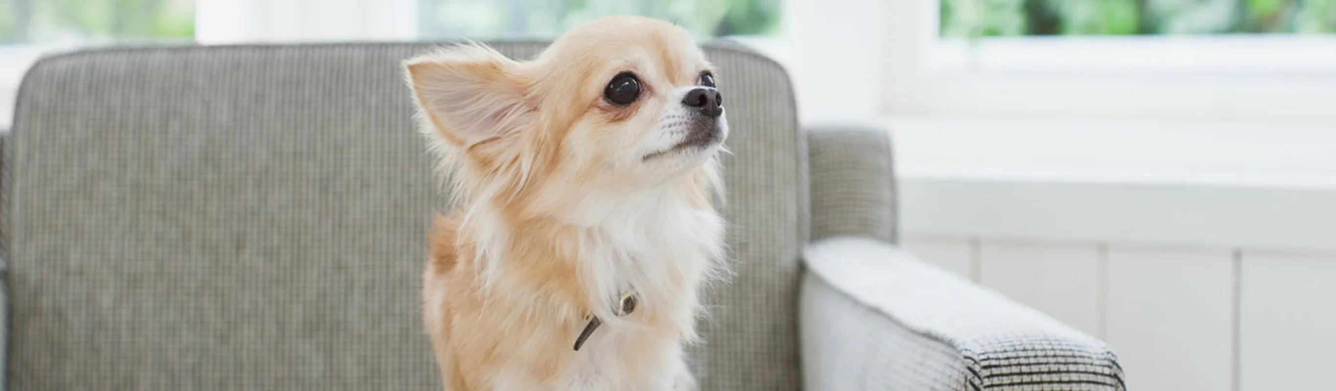 Small long haired Chihuahua standing on couch