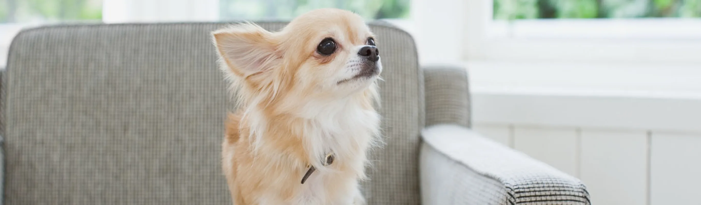 Small long haired Chihuahua standing on couch Small long haired Chihuahua standing on couch