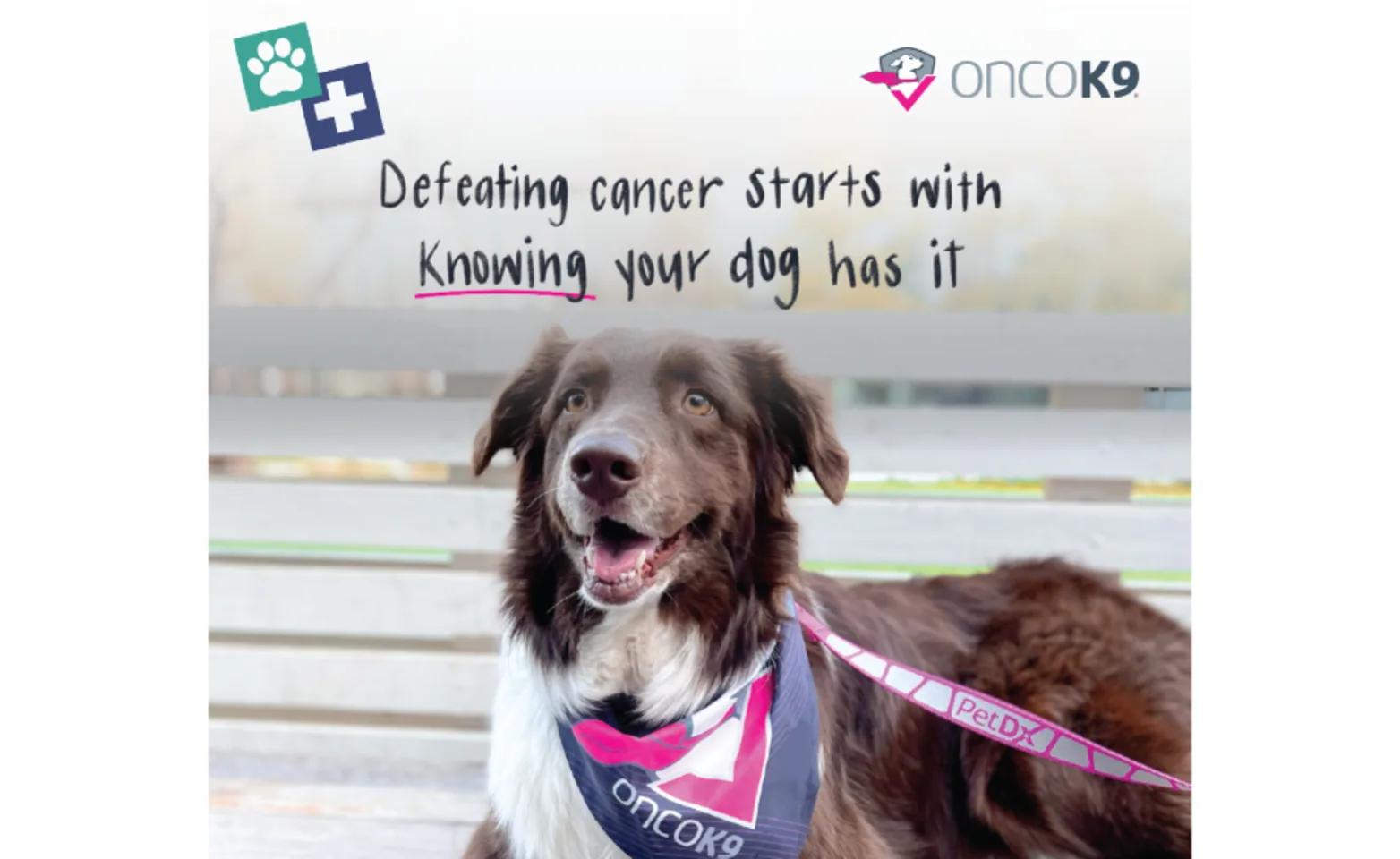 A graphic featuring the text, "Defeating cancer starts with knowing your dog has it" overlayed on an image of a brown and white dog sitting on a bench