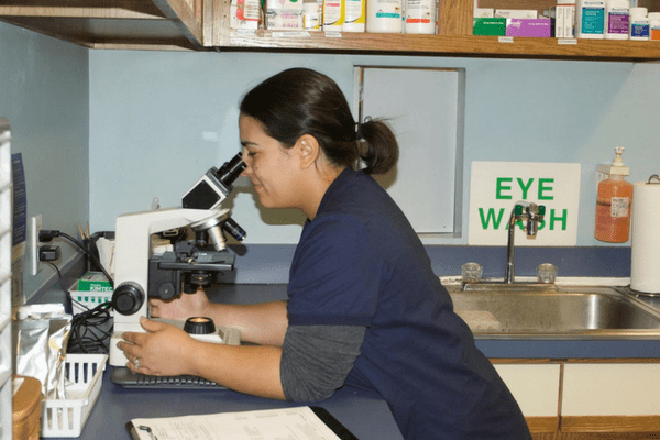 Strawbridge Animal Care's Lab Room 2 where there is a female staff member is looking through a microscope and there medical supplies in their shelves.