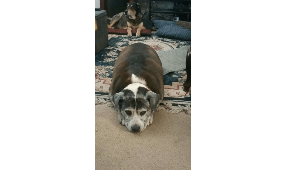 Dog laying down on the carpet looking grumpy.