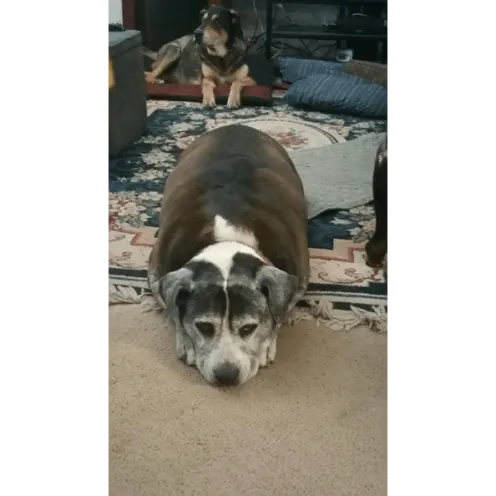Dog laying down on the carpet looking grumpy.