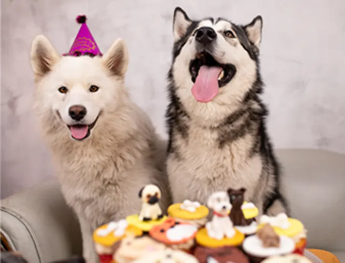 Dogs celebrate birthday Dogs celebrate birthday