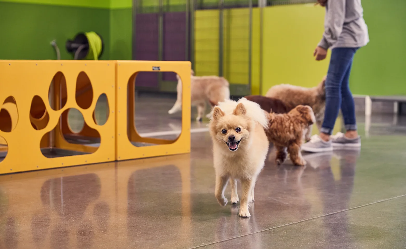 Small fluffy tan dog running toward you.