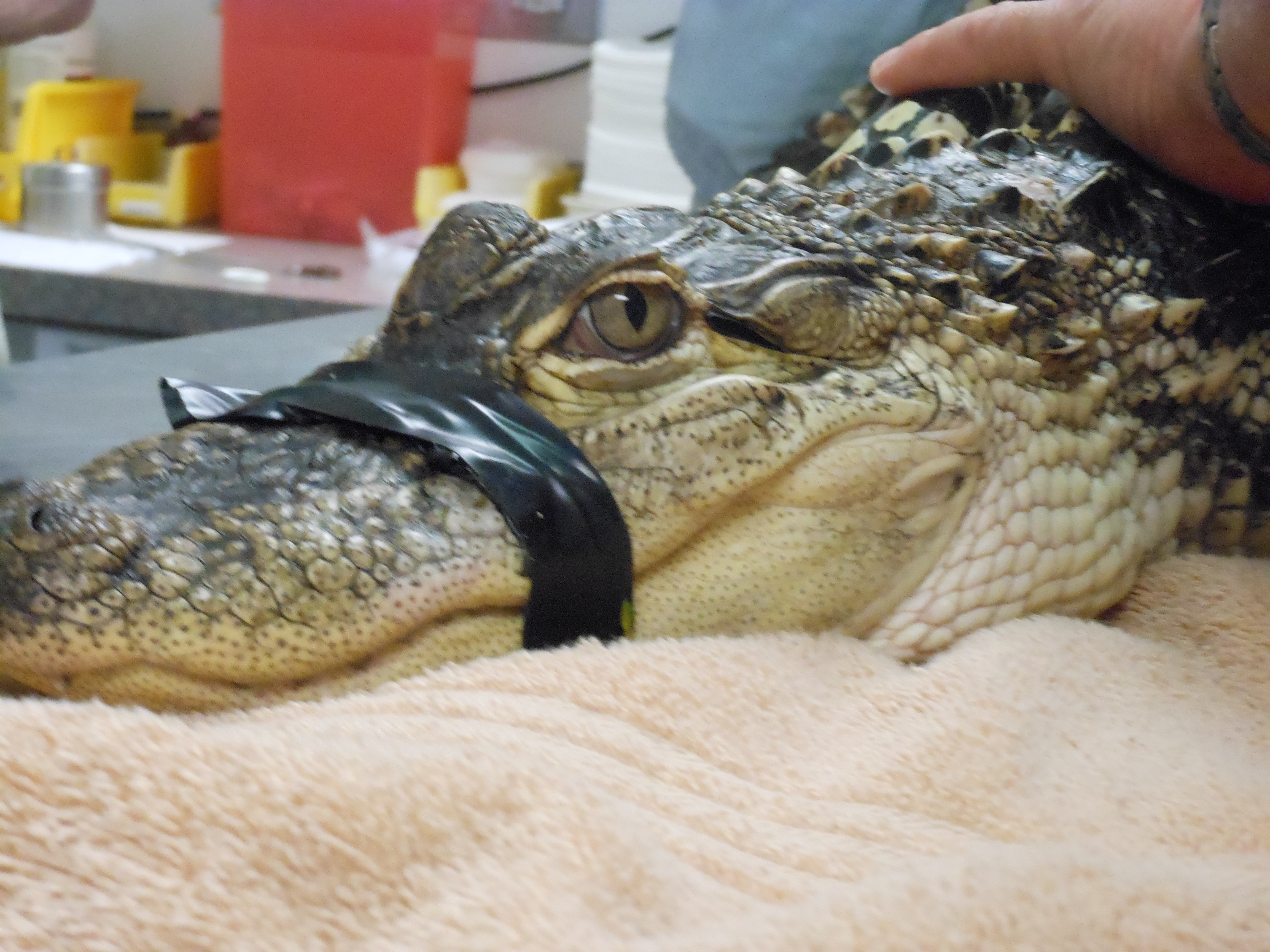 Alligator being treated.