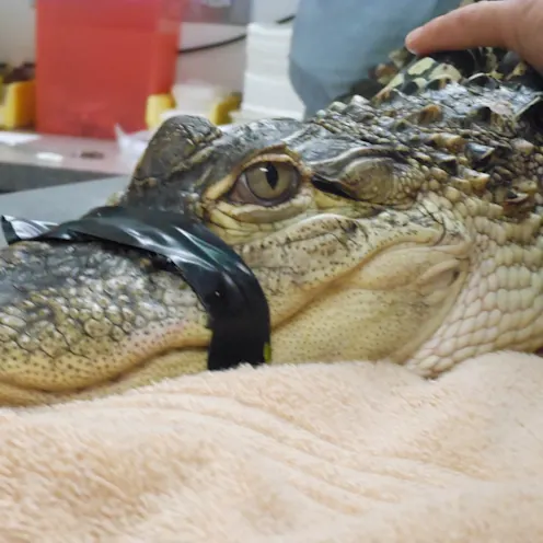 Alligator being treated. Alligator being treated.