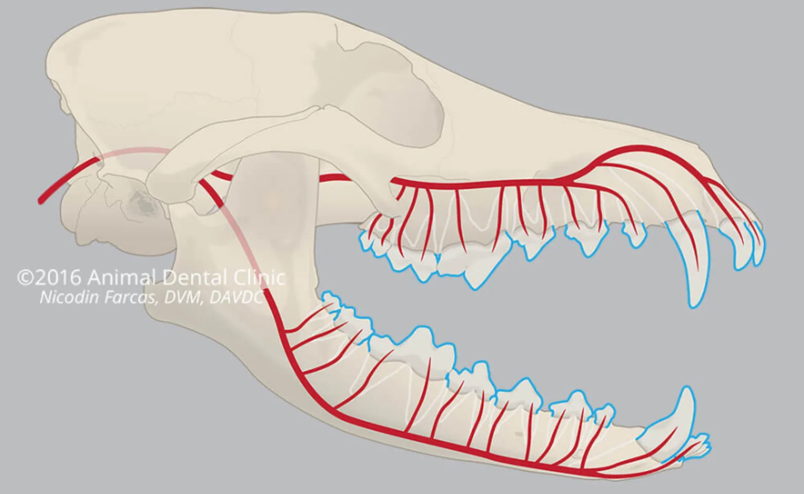 Diagram of where the oral blood supply is located Diagram of where the oral blood supply is located