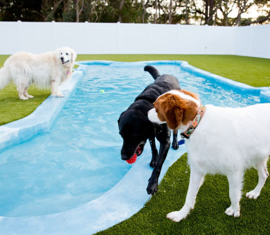 Island Animal Hospital Doggy Pool and three dogs