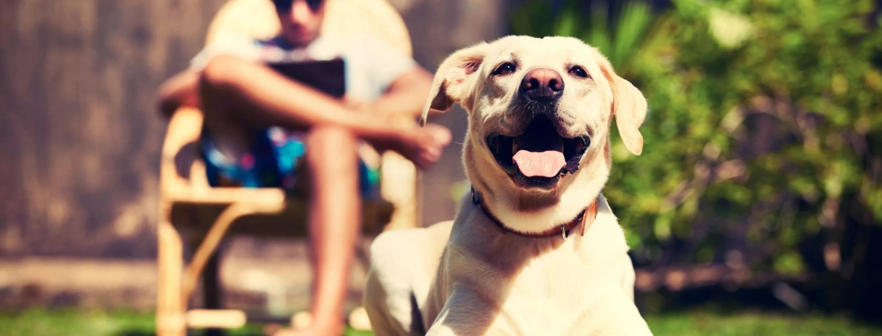 Golden retriever smiling Golden retriever smiling