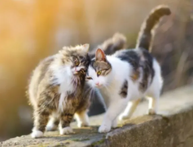 Two Cats on a Stone Wall