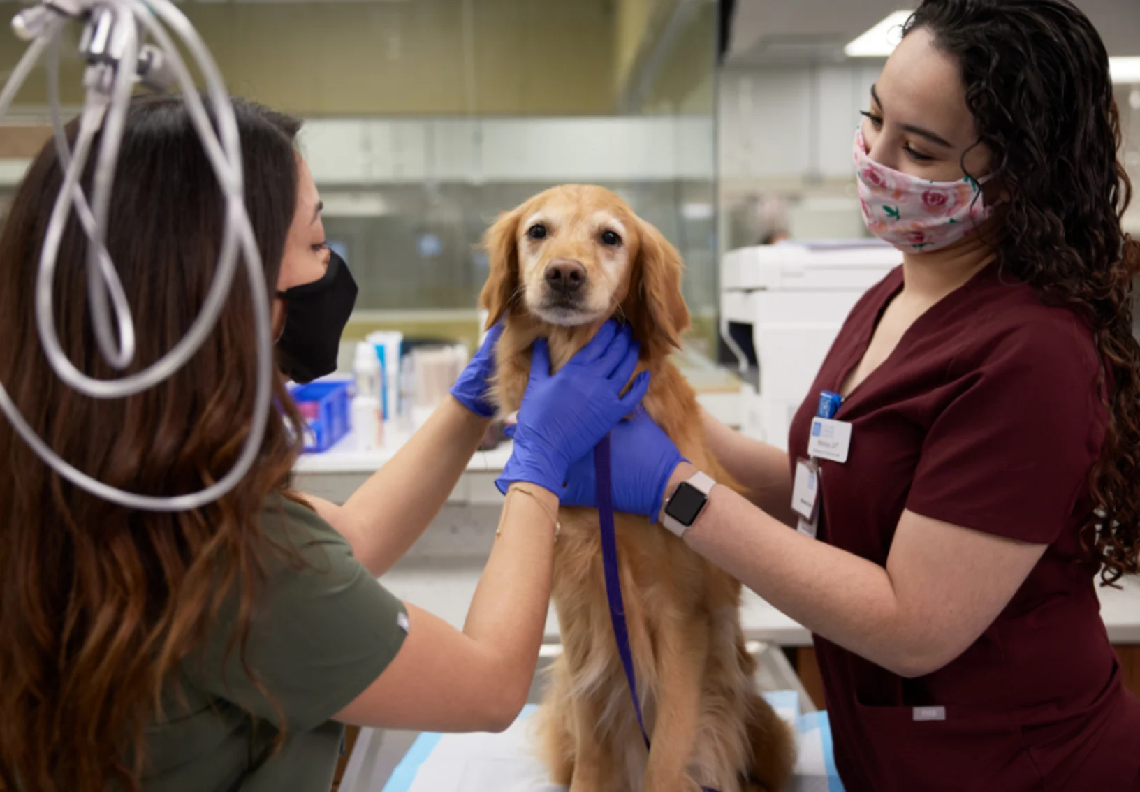 Staff tending to golden puppy Staff tending to golden puppy