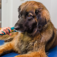 A Brown Dog Receiving Laser Therapy