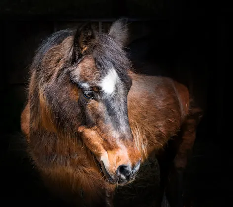 Brown Horse Brown Horse