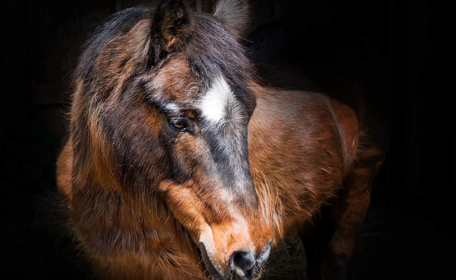 Brown Horse Brown Horse