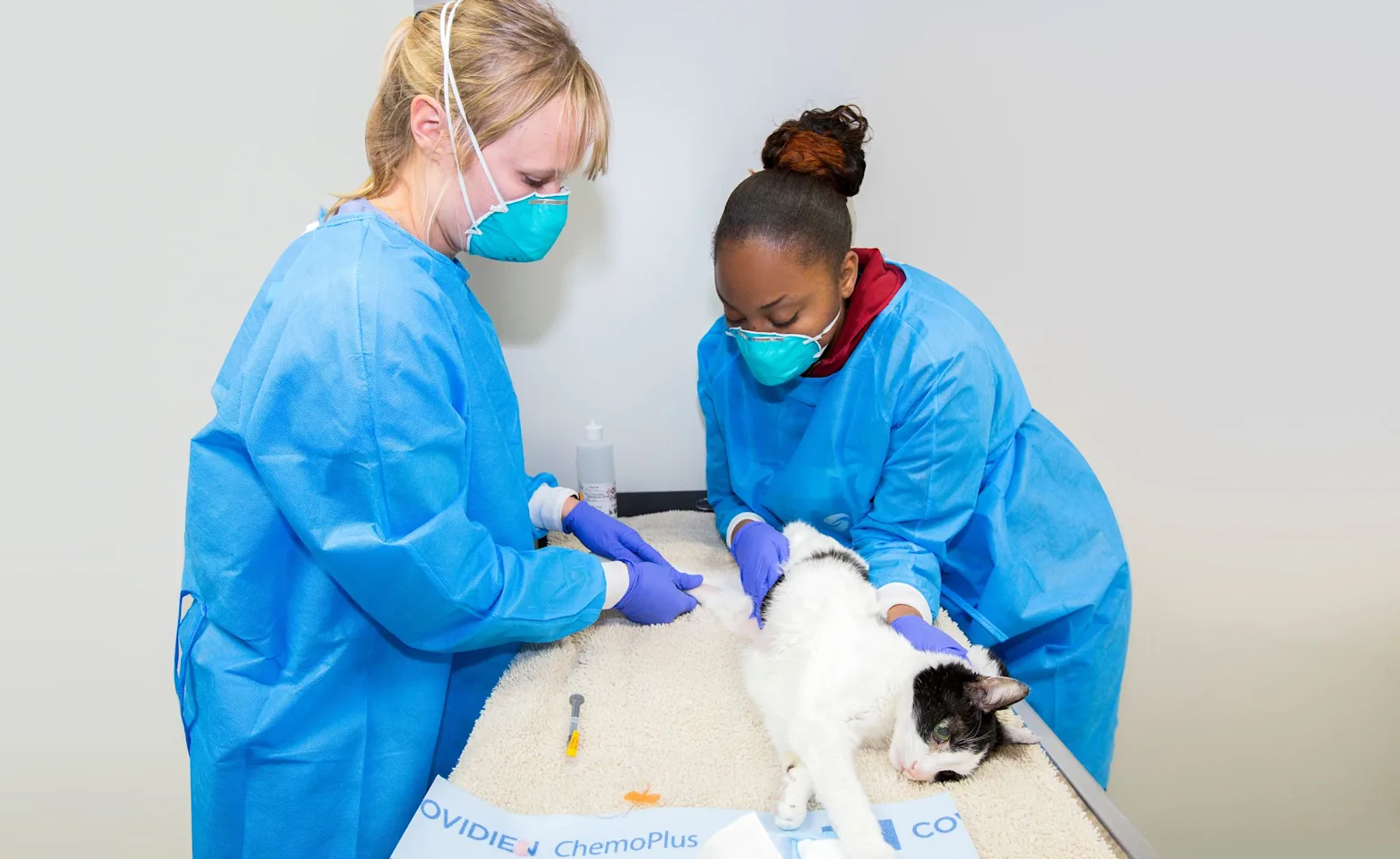 Oncology staff examining cat Oncology staff examining cat