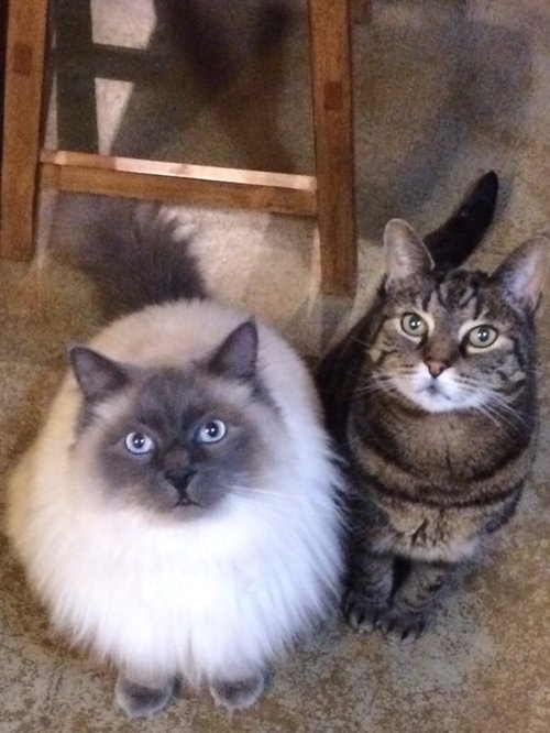 2 cats looking at camera under the kitchen table