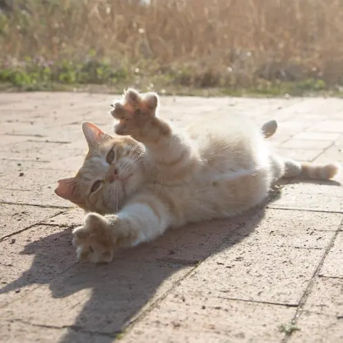 Cat Stretching