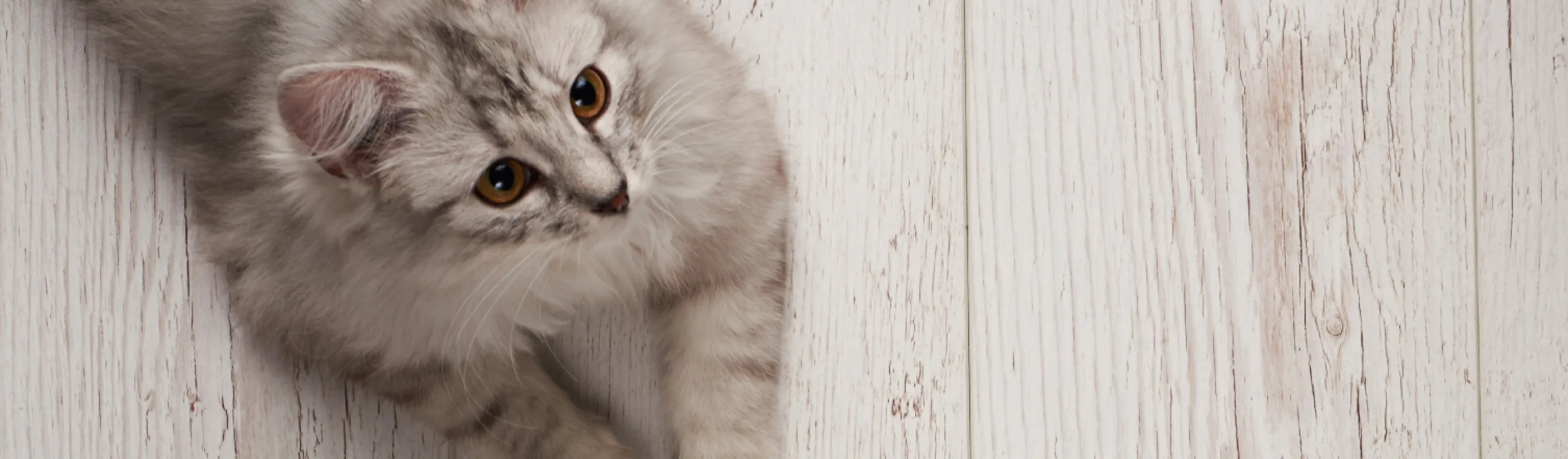 white kitten on wooden floor