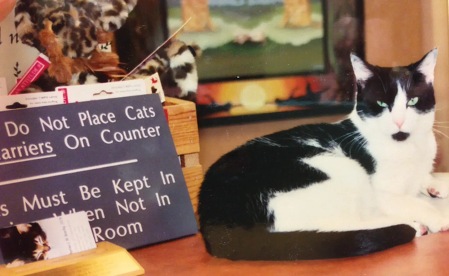 Maggie, previous hospital cat. Maggie, previous hospital cat.
