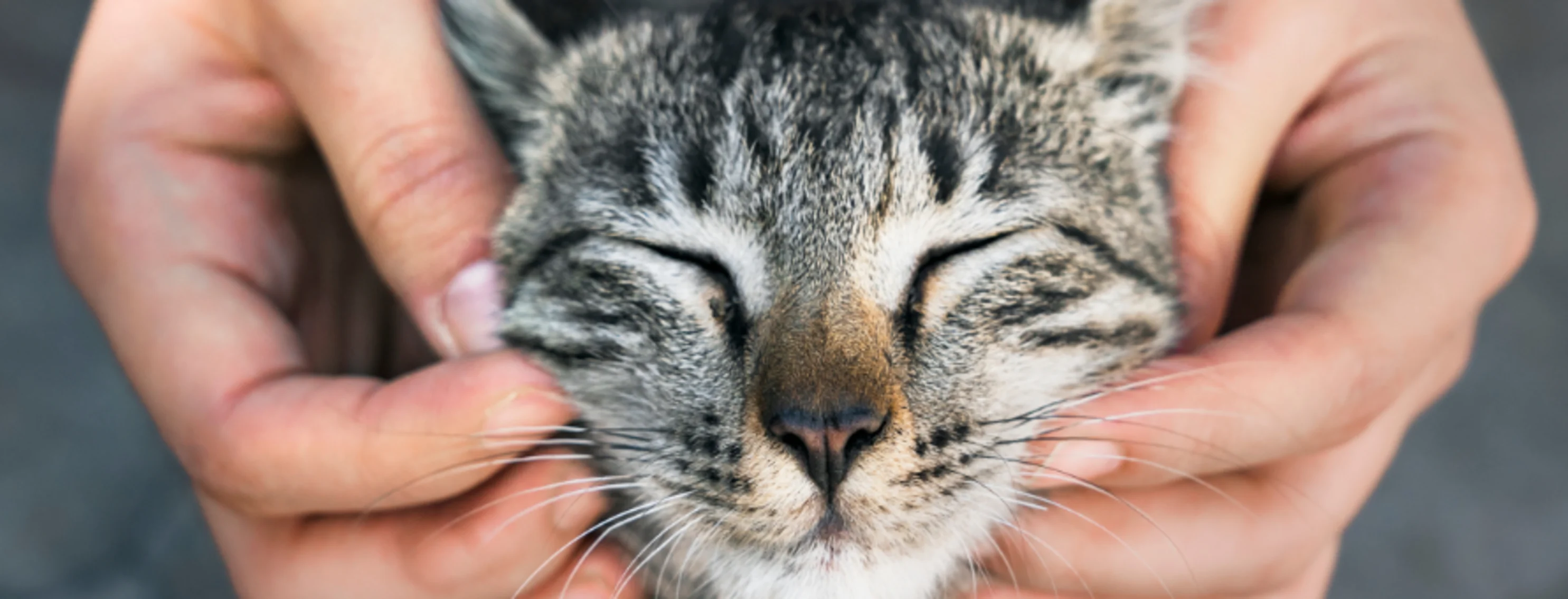 Close Up of Cat's Face Between Owner's Hands Close Up of Cat's Face Between Owner's Hands