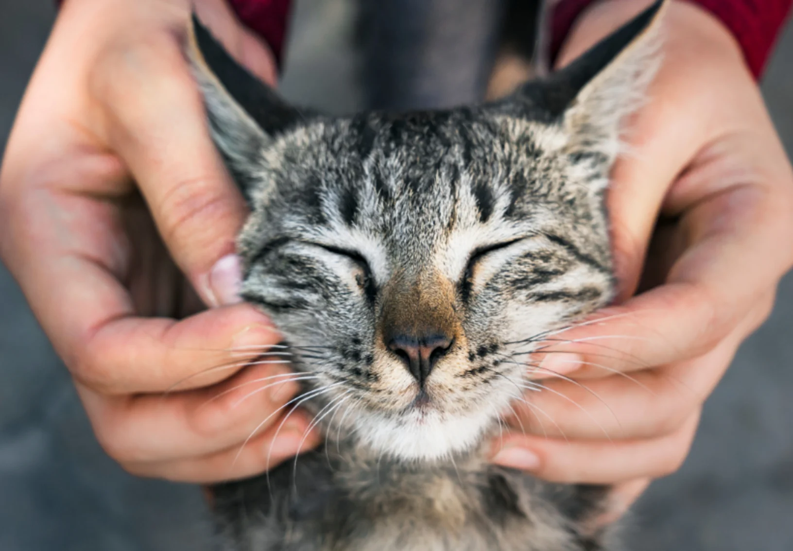Close Up of Cat's Face Between Owner's Hands Close Up of Cat's Face Between Owner's Hands