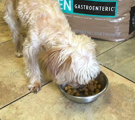 Dog eating food Dog eating food