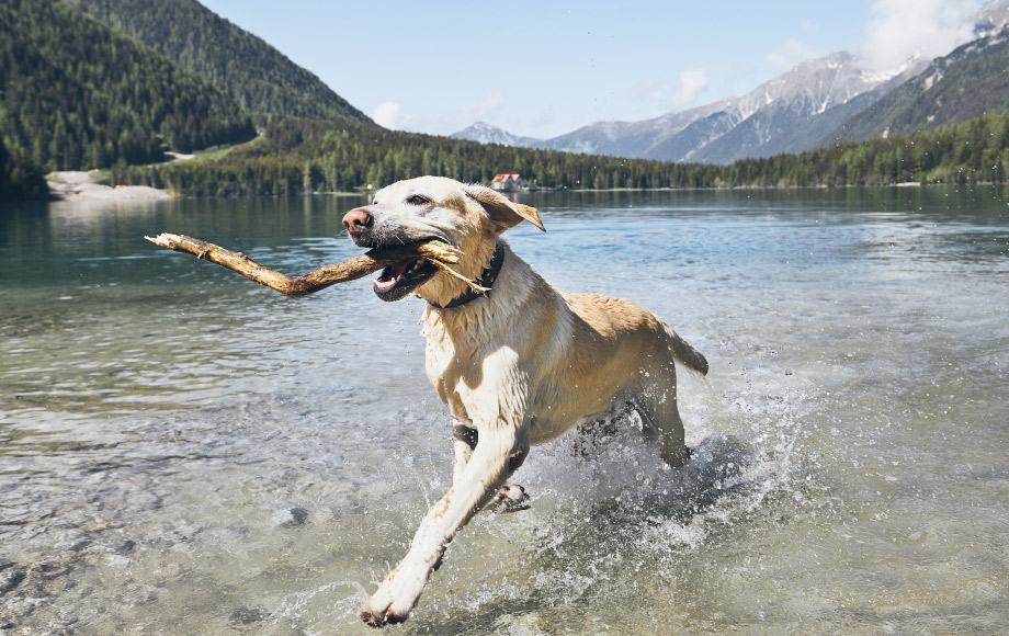 Yellow lab running at a lake wit a stick in mouth.