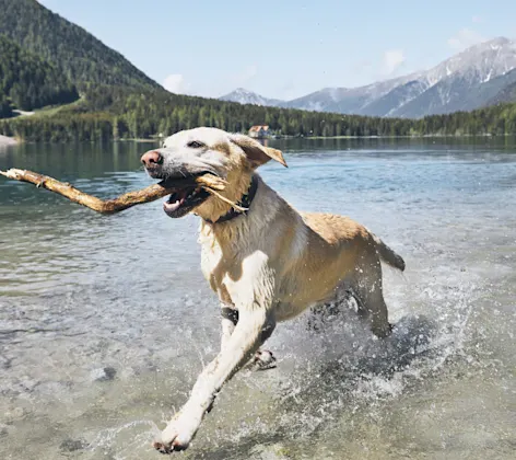 Yellow lab running at a lake wit a stick in mouth. Yellow lab running at a lake wit a stick in mouth.