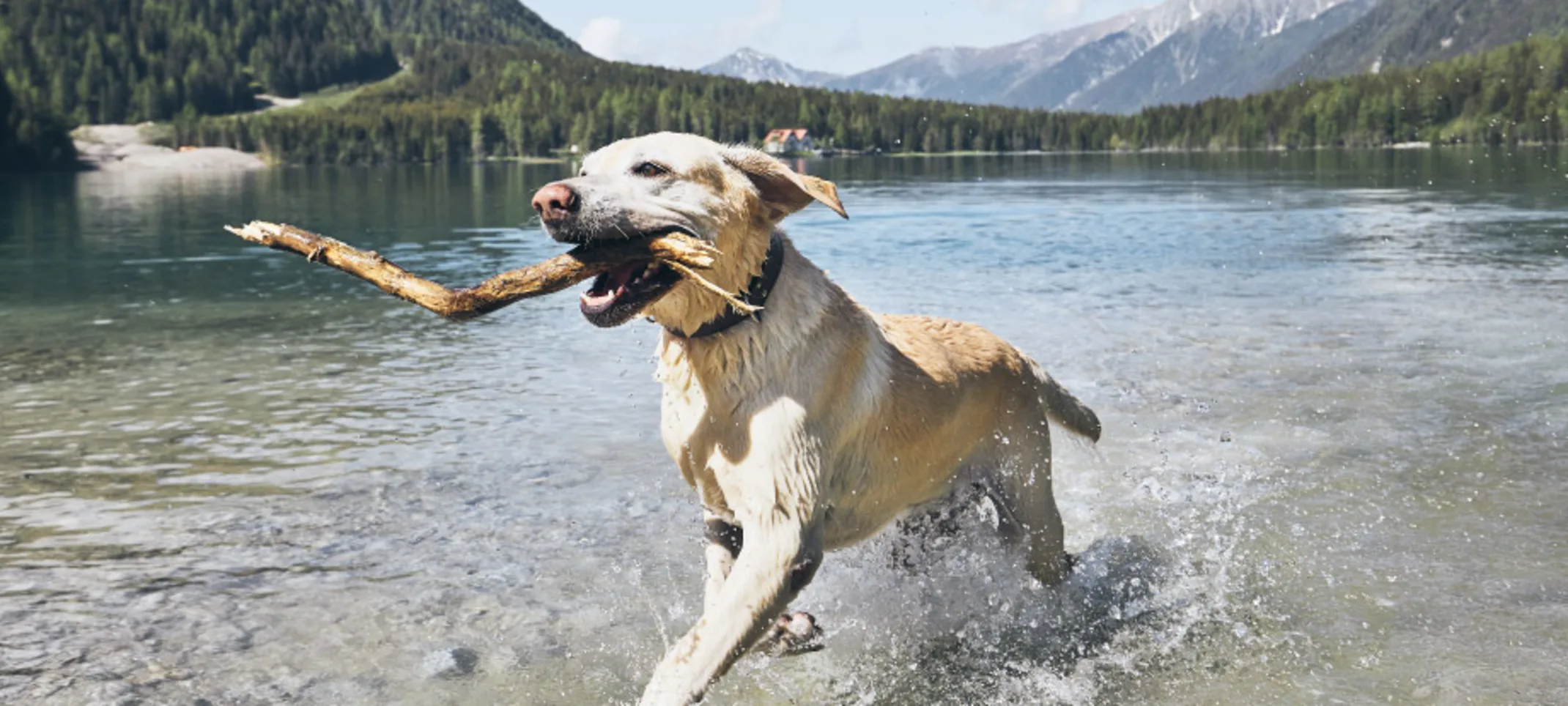 Yellow lab running at a lake wit a stick in mouth. Yellow lab running at a lake wit a stick in mouth.