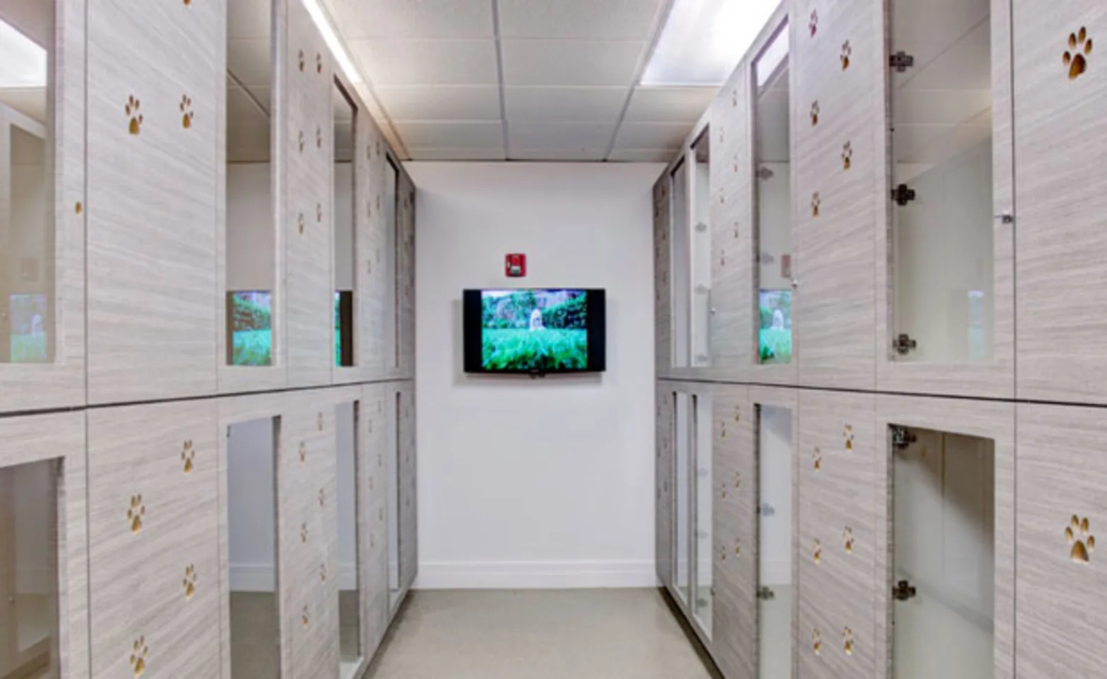 Posh Pet Hotel Classic Suite for dogs with a flat TV in the center Posh Pet Hotel Classic Suite for dogs with a flat TV in the center