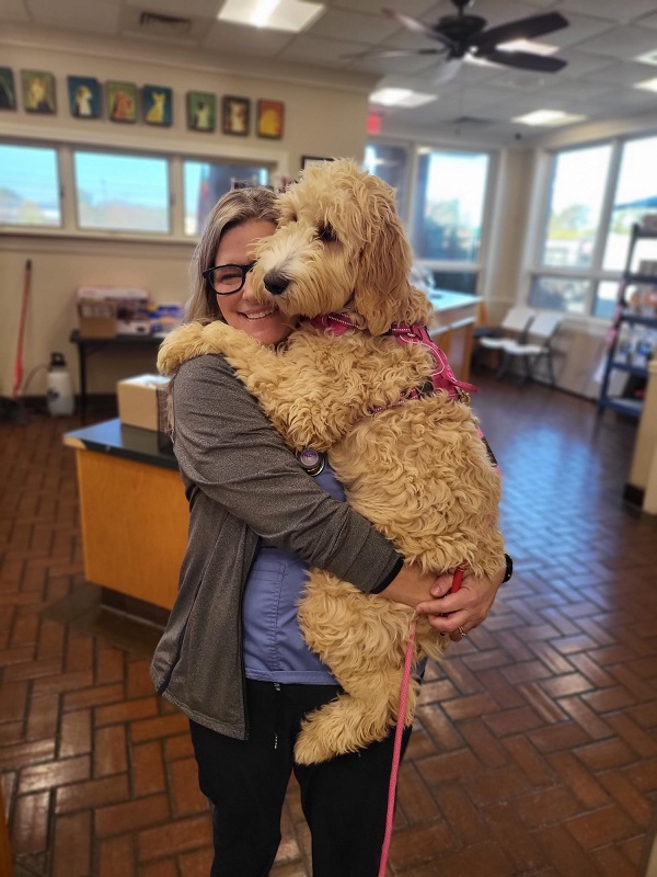 Staff member holding Goldendoodle