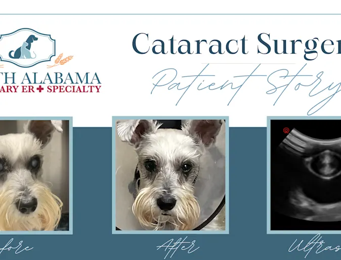 Sadie the dog before and after cataract surgery Sadie the dog before and after cataract surgery