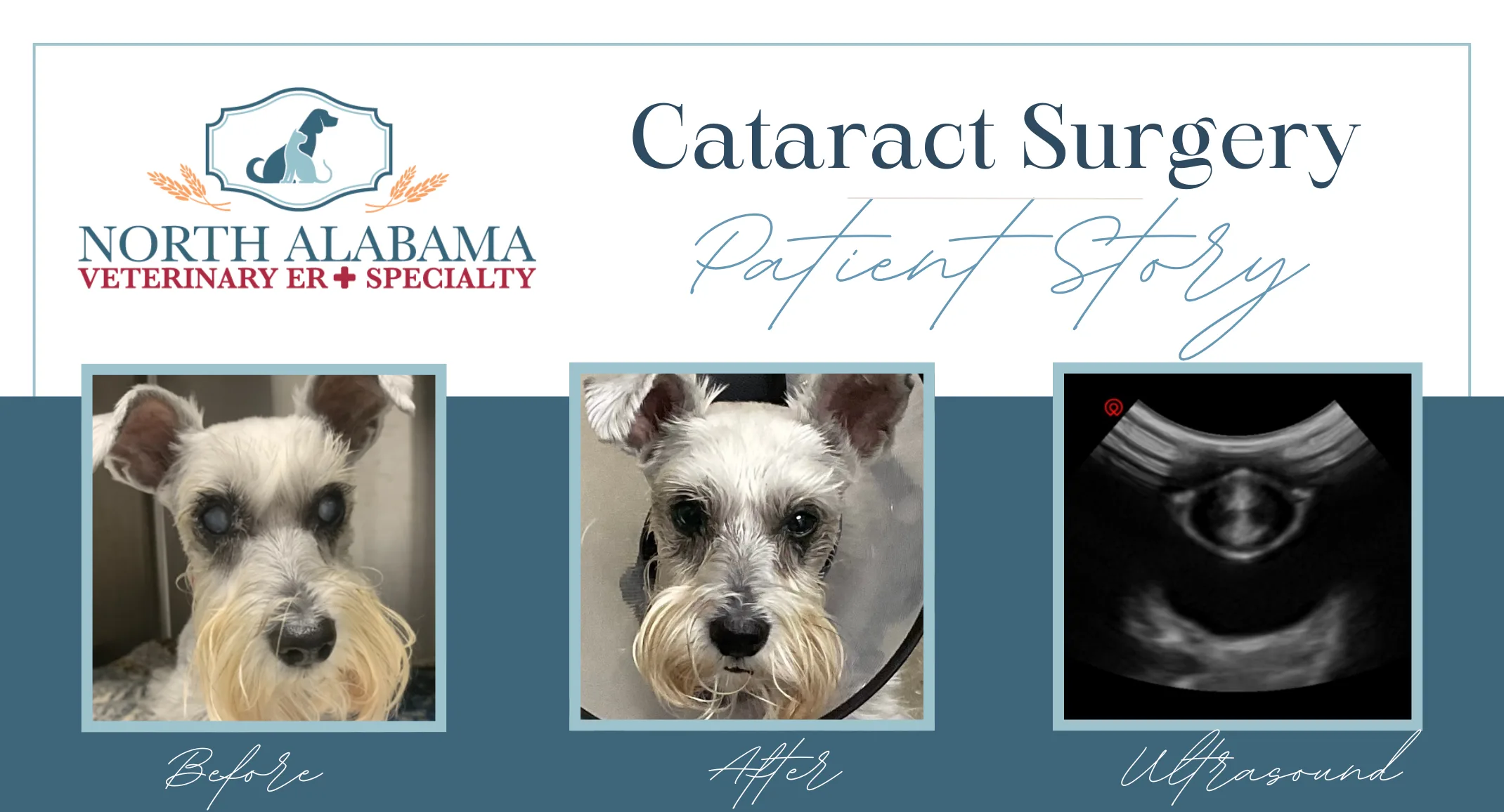 Sadie the dog before and after cataract surgery Sadie the dog before and after cataract surgery