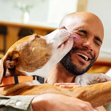A dog sitting and licking its owner's face in excitement A dog sitting and licking its owner's face in excitement