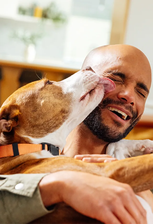 A dog sitting and licking its owner's face in excitement A dog sitting and licking its owner's face in excitement