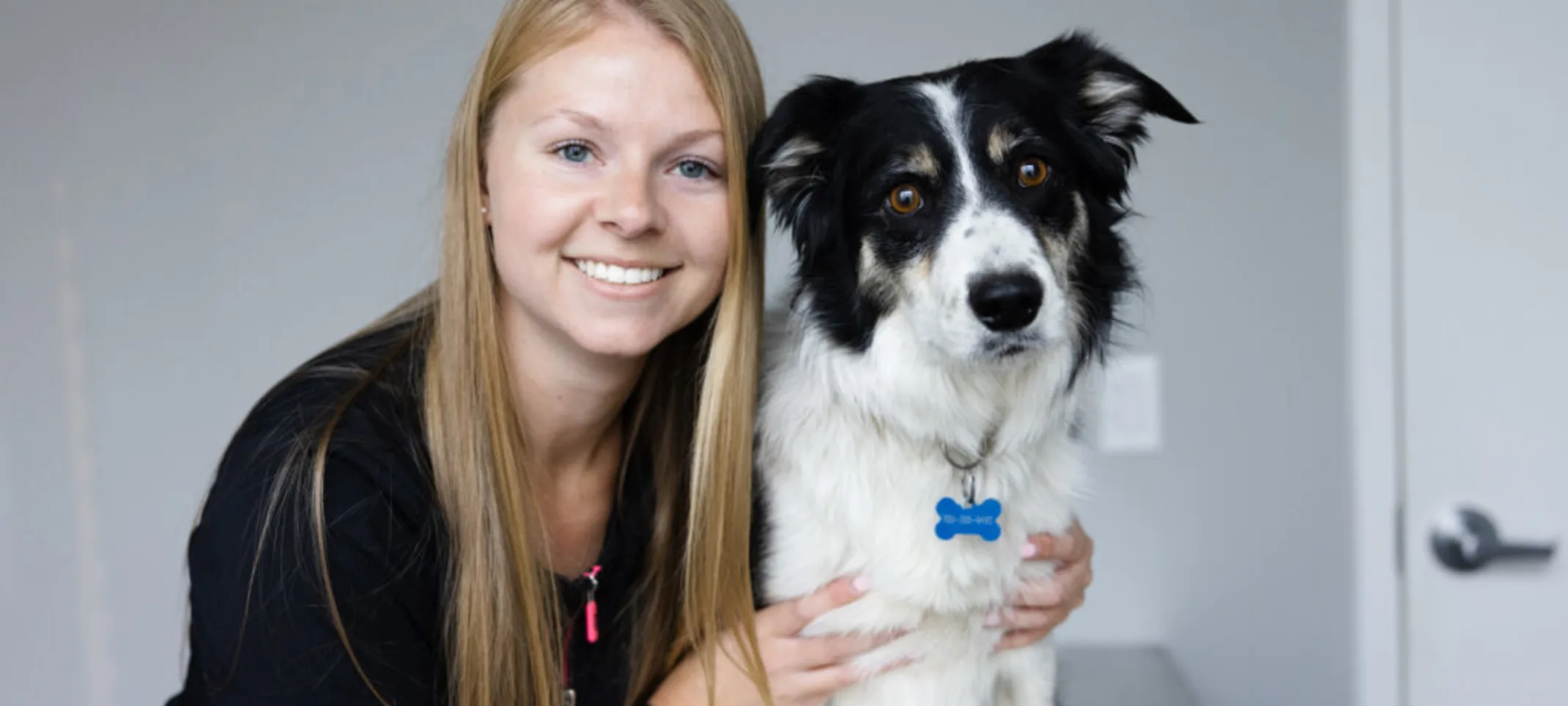 A dog with a blue collar A dog with a blue collar