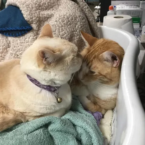 Grooming Grooming