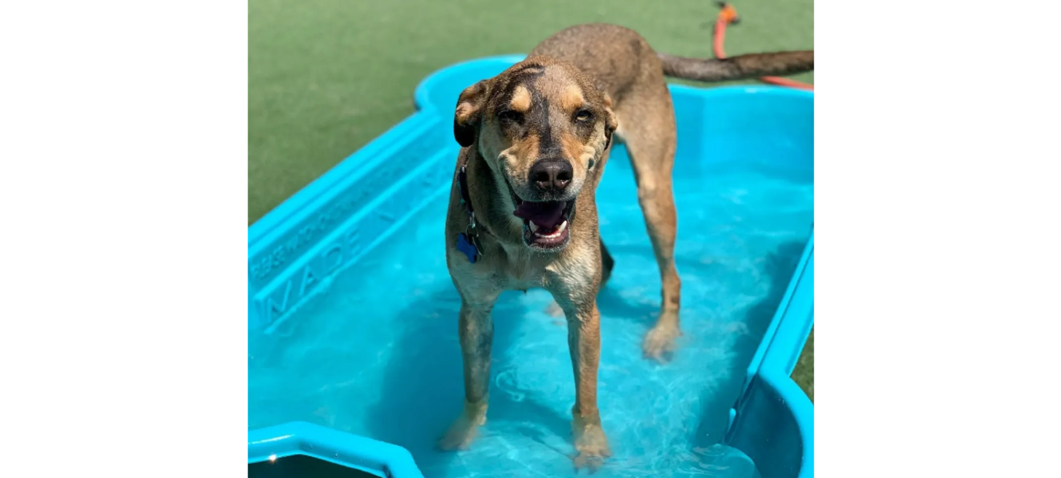Light Brown Dog Standing In Kiddie Pool Light Brown Dog Standing In Kiddie Pool