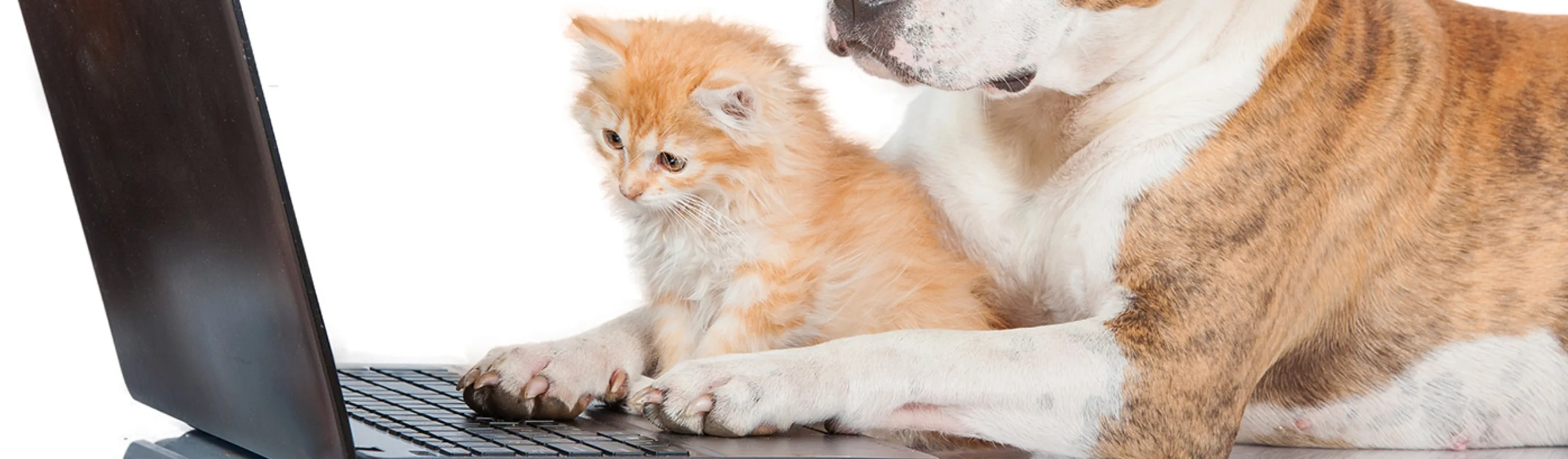 dog and cat looking at laptop