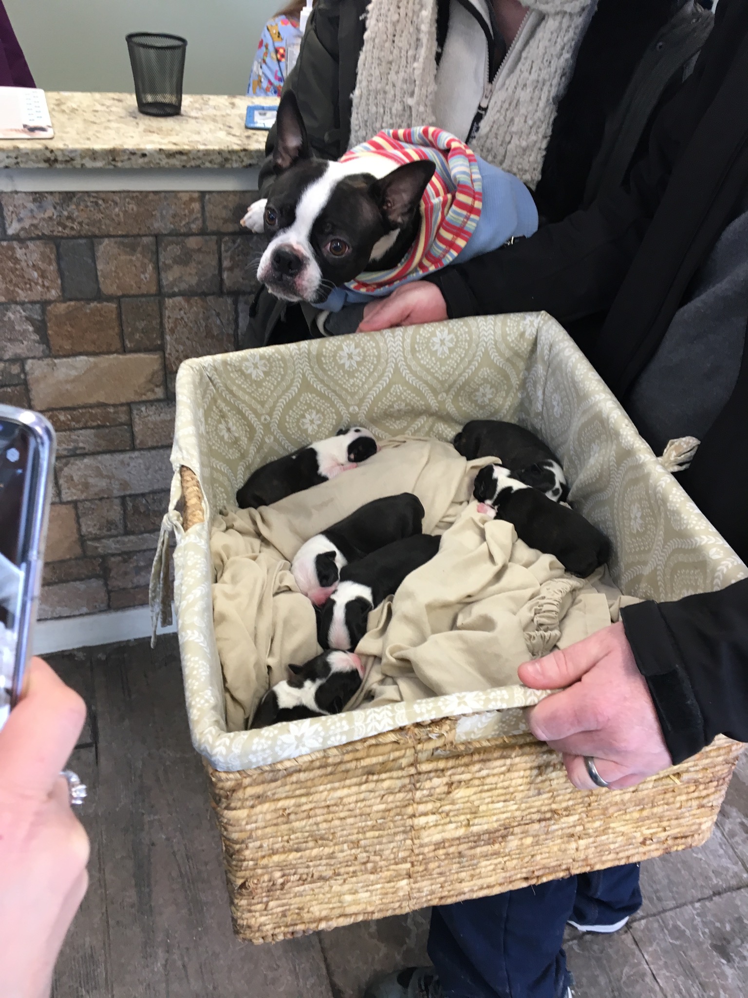 Basket of puppies at Waterville Veterinary Clinic