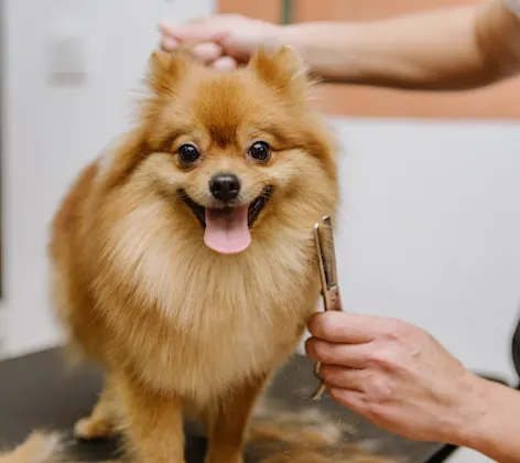 Dog on grooming table at Bowhaus Colorado Dog on grooming table at Bowhaus Colorado