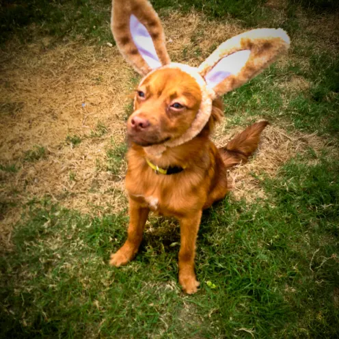 Dog with bunny ears