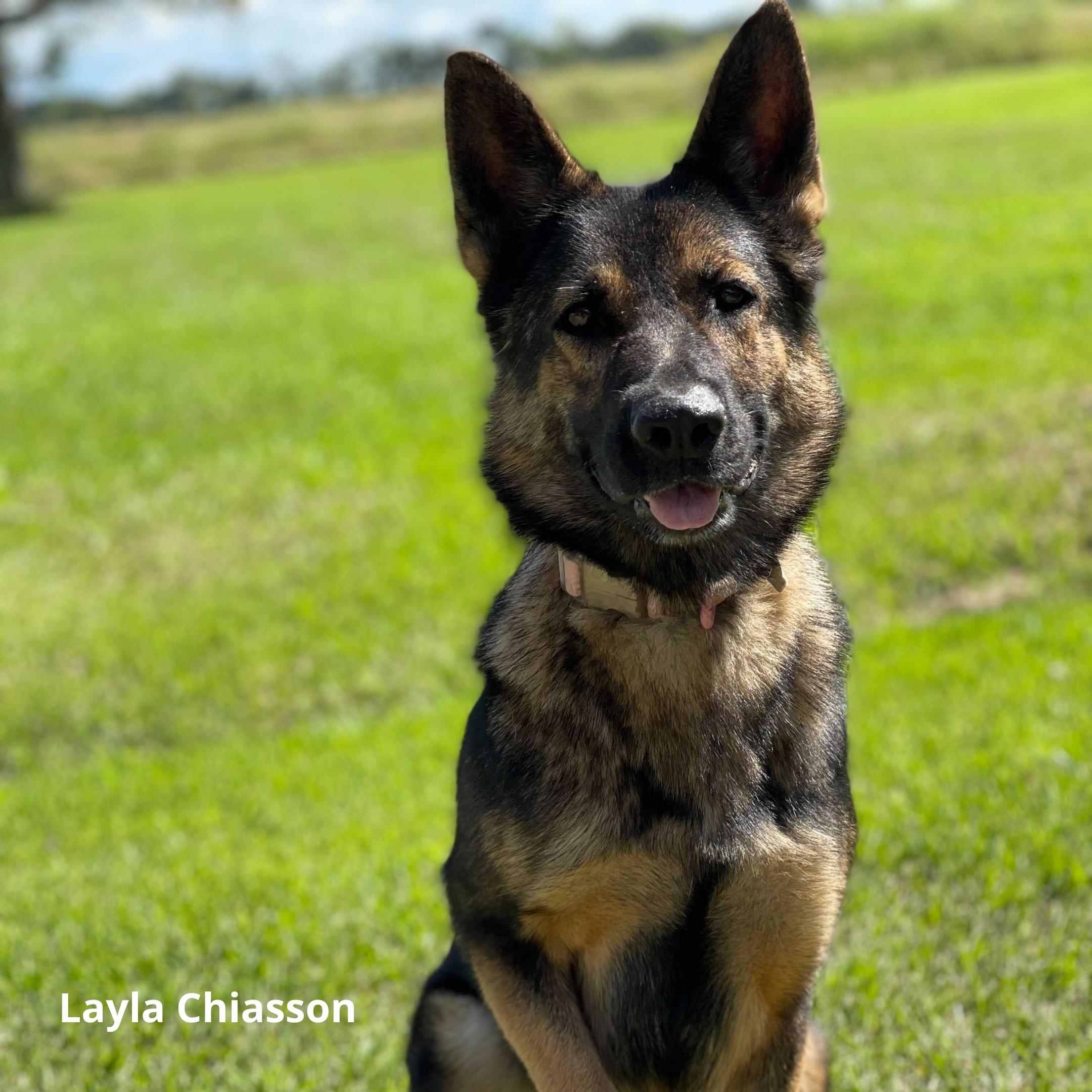 German Shepherd sitting nicely on green grass