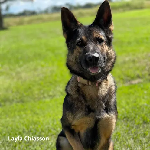 German Shepherd sitting nicely on green grass German Shepherd sitting nicely on green grass