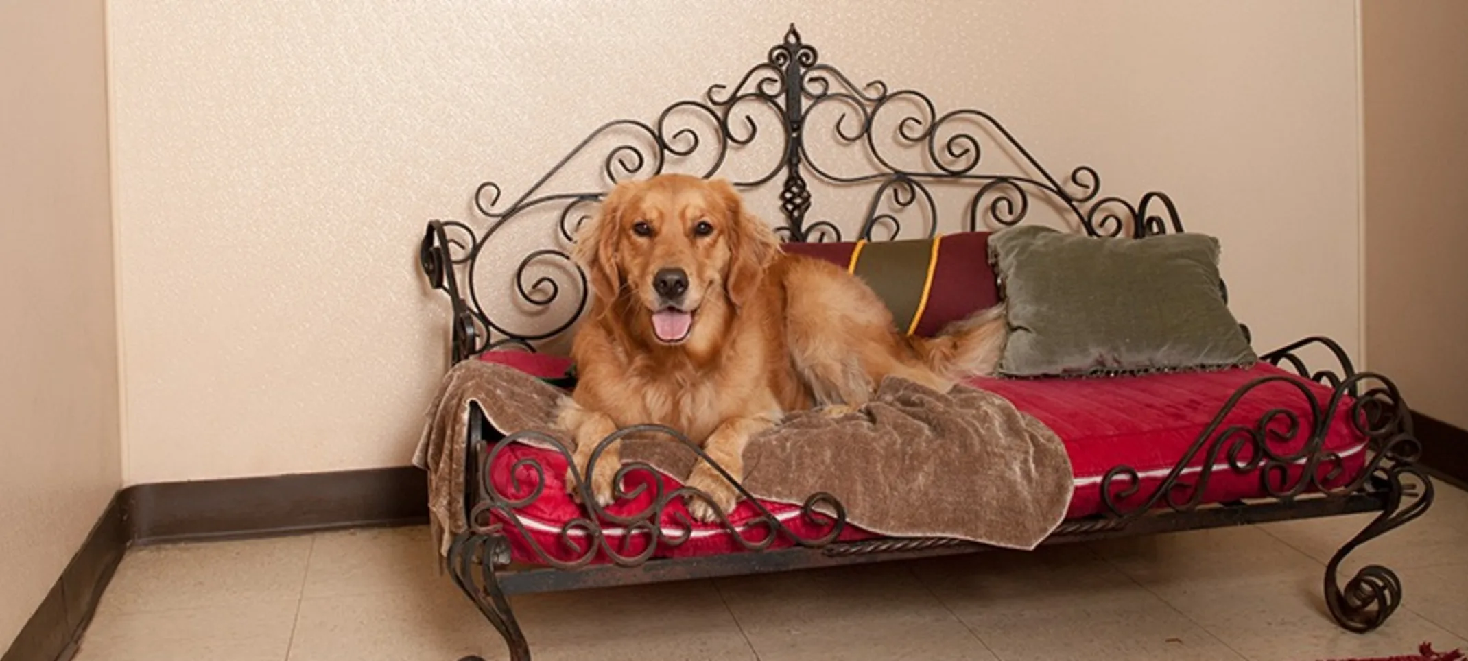 Dog in luxury suite at Rover Oaks Pet Resort