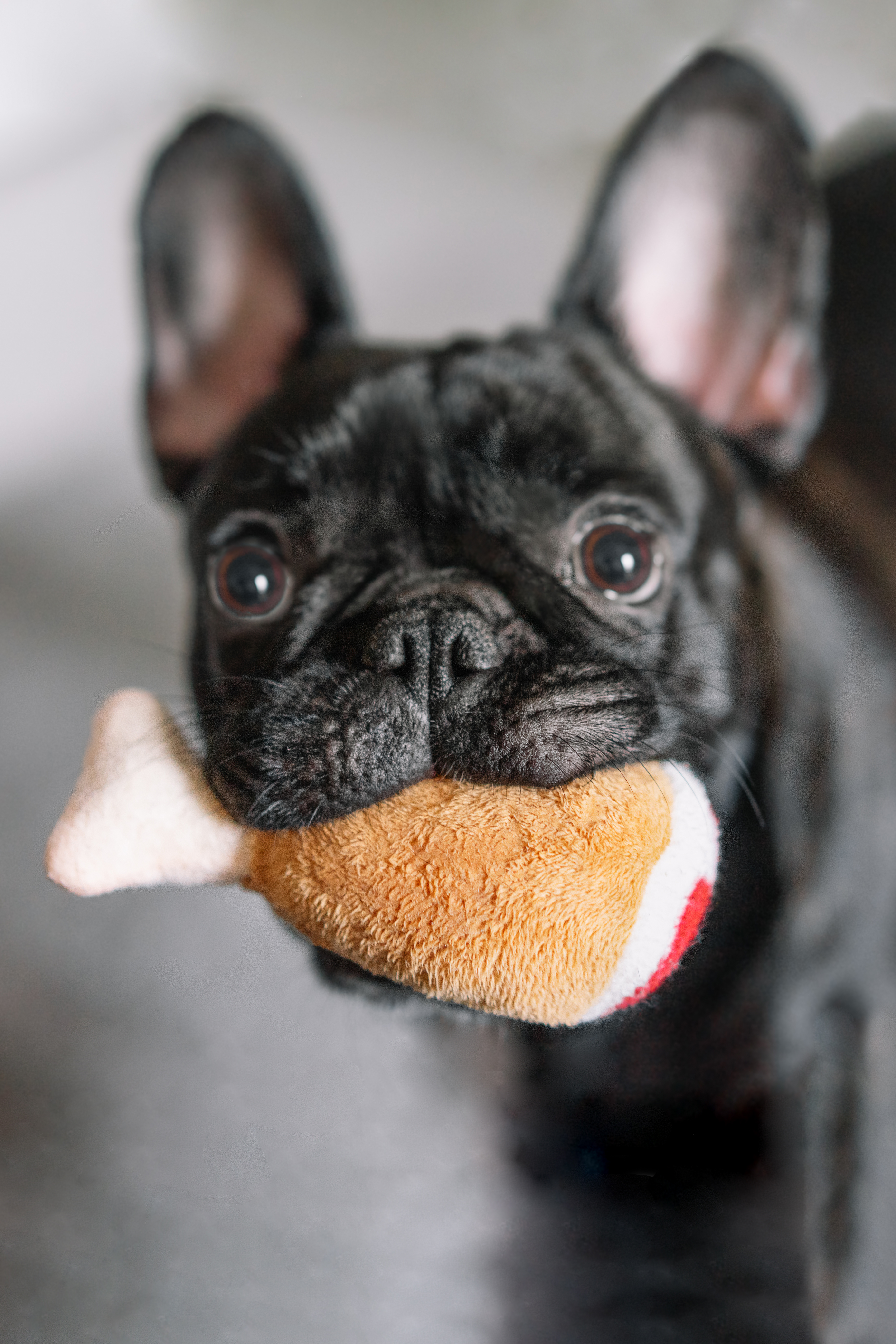 Dog Biting a Chicken Toy