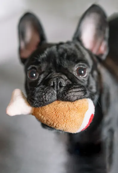 Dog Biting a Chicken Toy Dog Biting a Chicken Toy