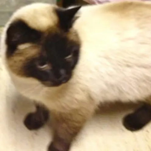 New Baltimore Animal Hospital's had the opportunity to have one of their Siamese cats', Teddy got adopted by the Best family.