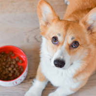 An Orange Corgi (Dog) Waiting to Eat