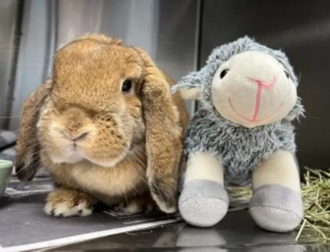 Brown bunny next to grey lamb plushie Brown bunny next to grey lamb plushie
